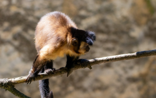 Zoo Salzburg