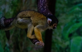 Zoo Salzburg