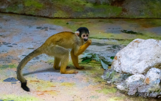 Zoo Salzburg