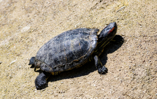 Zoo Salzburg