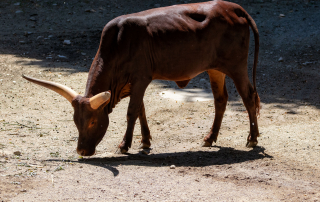 Zoo Salzburg