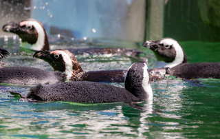 Zoo Salzburg