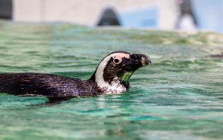 Zoo Salzburg