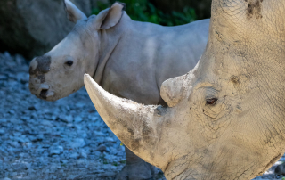 Zoo Salzburg