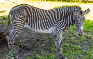 Zoo Salzburg