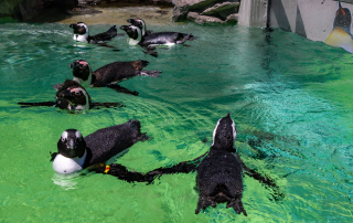 Zoo Salzburg