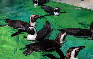 Zoo Salzburg