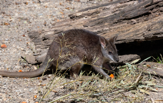 Zoo Salzburg