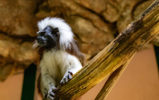Zoo Salzburg