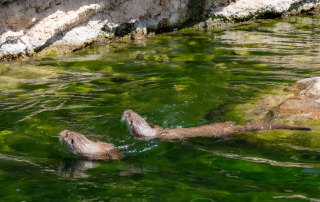 Zoo Salzburg