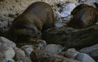 Zoo Salzburg