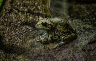 Gelb-gefleckte Baumkröte (Rentapia flavomaculata), Wilhelma, Stuttgart