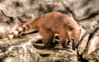Südamerikanischer Nasenbär, Wilhelma, Stuttgart