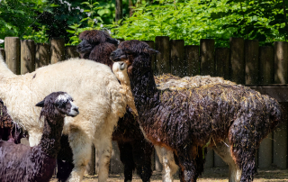 Alpaka (Lama guanicoe f. pacos), Zoo Augsburg