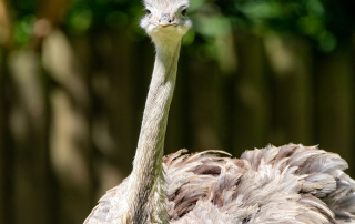 Afrikanischer Strauß Struthio camelus, Zoo Augsburg