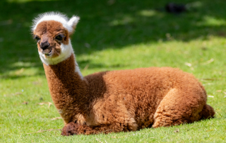 Alpaka (Lama guanicoe f. pacos), Zoo Augsburg