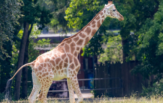 Giraffe, Zoo Augsburg