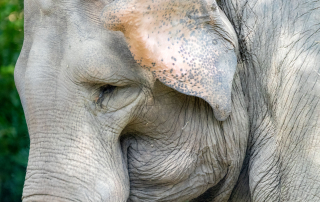 Asiatischer Elefant (Elephas maximus), Zoo Augsburg