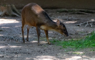 Chinesischer Muntjak (Muntiacus reevesi), Zoo Augsburg