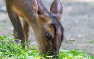 Chinesischer Muntjak (Muntiacus reevesi), Zoo Augsburg