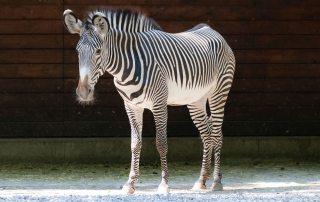 Grévyzebra, Zoo Augsburg