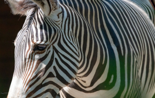 Grévyzebra, Zoo Augsburg
