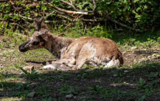 Rentier (Rangifer tarandus fennicus), Zoo Augsburg
