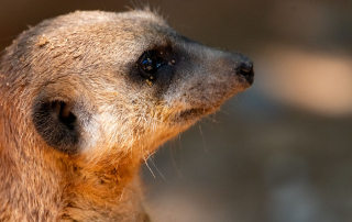, Zoo Augsburg