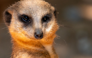 , Zoo Augsburg
