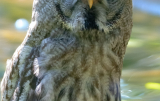 Bartkauz (Strix nebulosa), Zoo Augsburg