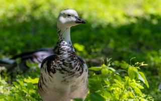 , Zoo Augsburg