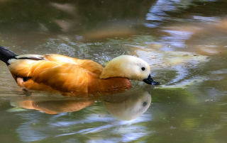 , Zoo Augsburg