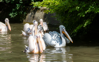 , Zoo Augsburg