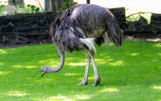 Afrikanischer Strauß Struthio camelus, Zoo Augsburg