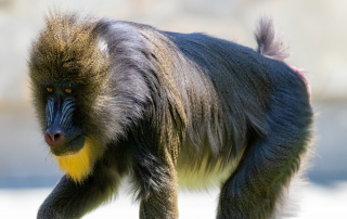 Mandrill Mandrillus sphinx, Zoo Augsburg