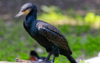 , Zoo Augsburg