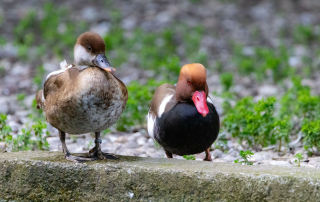 Bahamaente Anas bahamensis, Zoo Augsburg