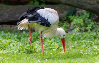 , Zoo Augsburg