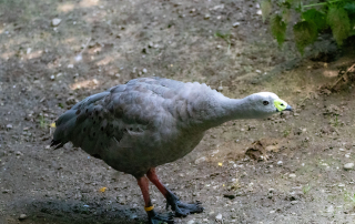 , Zoo Augsburg