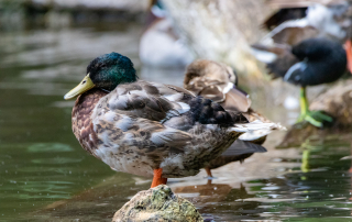 , Zoo Augsburg