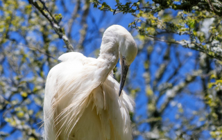 Seidenreiher (Egretta garzetta), Zoo Augsburg