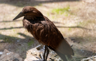 , Zoo Augsburg