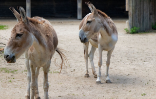 , Zoo Augsburg