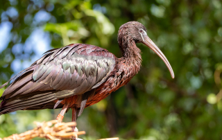 - Zoo Leipzig