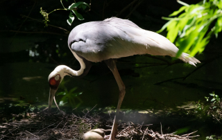 Grus vipio - Weißnackenkranich - Zoo Leipzig