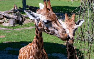 Giraffa camelopardalis rothschildi - Rothschildgiraffe - Zoo Leipzig