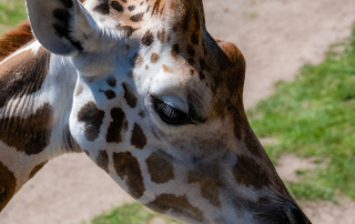 Giraffa camelopardalis rothschildi - Rothschildgiraffe - Zoo Leipzig