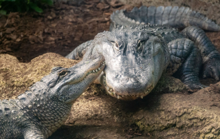 Stumpfkrokodile - Zoo Leipzig