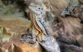 - Zoo Leipzig