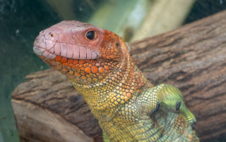 - Zoo Leipzig